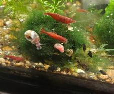 Red cherry shrimp