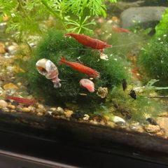 Red cherry shrimp