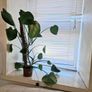 Young Monstera Image 2