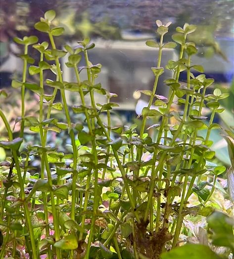 fish tank plant -lindernia india-