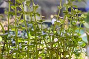 fish tank plant -lindernia india-