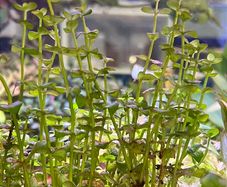 fish tank plant -lindernia india-