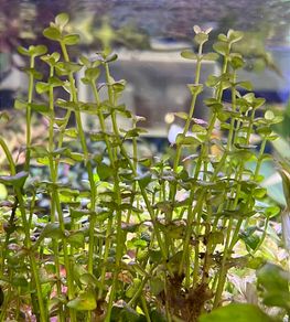 fish tank plant -lindernia india-
