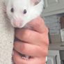 3 months old Syrian Hamster Image 3