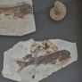 Fossilized prehistoric fish and ammonites. In display frame. Image 5