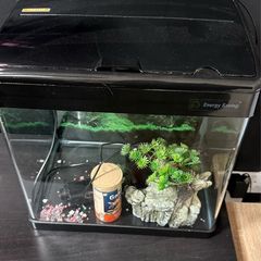 fish tank