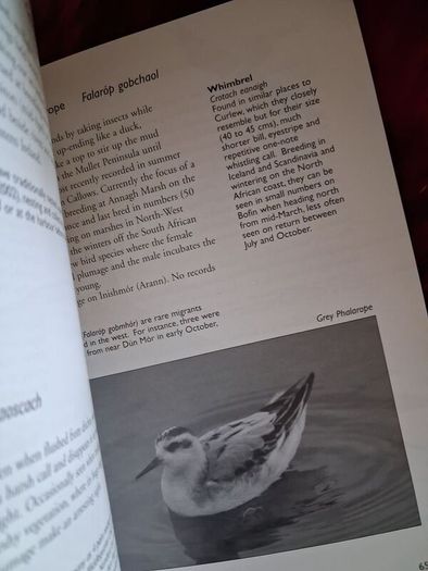 The Birds of Inisbofin, Connemara /Tim Gordon / 2005