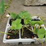Strawberry plants Image 3