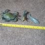 Sea animals bundle Image 2