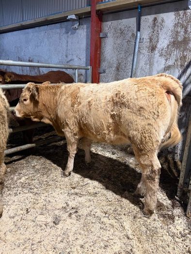 Beef heifers