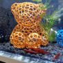 Teddy Bear Shrimp/Fish Hideout Aquarium, Moss Planting Image 3