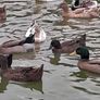 Drakes Bantom roosters Image 5