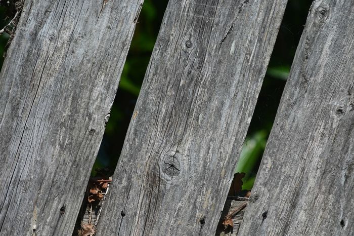 nikon 600mm f5.6 ED