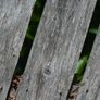 nikon 600mm f5.6 ED Image 7
