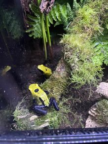 dart frog