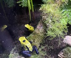 dart frog