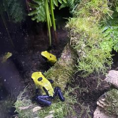 dart frog