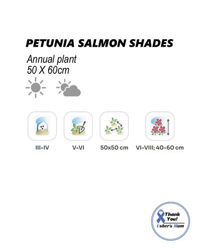 (P) Trailing Petunia Salmon Shades Velvet H seeds (15s) (414161)