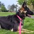 flyingscotsman