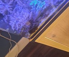 Kenya tree corals