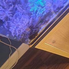 Kenya tree corals