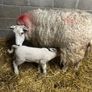 Ewes with lambs Image 2