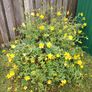Hypericum large bush Image 6
