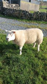 PB  Texel  Ram