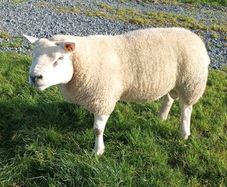 PB  Texel  Ram