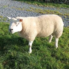 PB  Texel  Ram