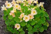 Variety of Nasturtium seeds from 1euro