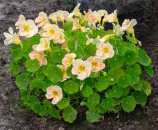 Variety of Nasturtium seeds from 1euro
