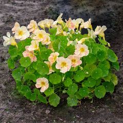 Variety of Nasturtium seeds from 1euro