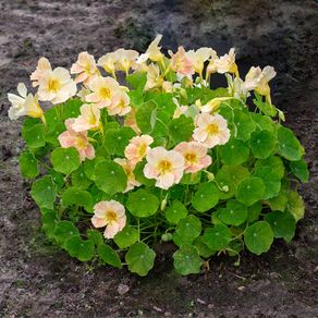 Variety of Nasturtium seeds from 1euro