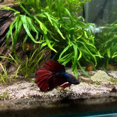 fluval edge 46l