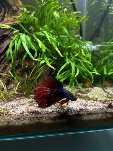 fluval edge 46l