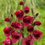 5 x Gladiolus bulbs PAPILIO RUBY Image 3