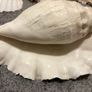 sea shells Image 4