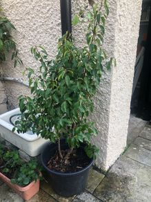 Shrubs-Portuguese Laurel x 5