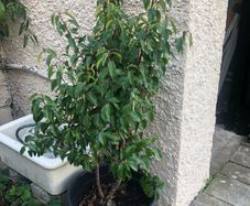 Shrubs-Portuguese Laurel x 5