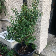 Shrubs-Portuguese Laurel x 5