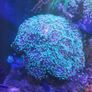 Coral frags Image 4
