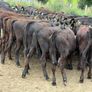 40 Aberdeen Angus Heifers Image 6