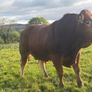 PBR Limousin Bulls Image 4