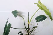 Philodendron Burley marxii Plant