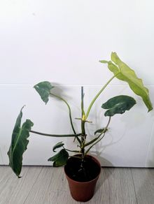 Philodendron Burley marxii Plant