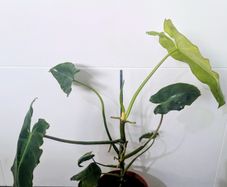 Philodendron Burley marxii Plant