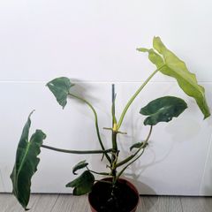 Philodendron Burley marxii Plant