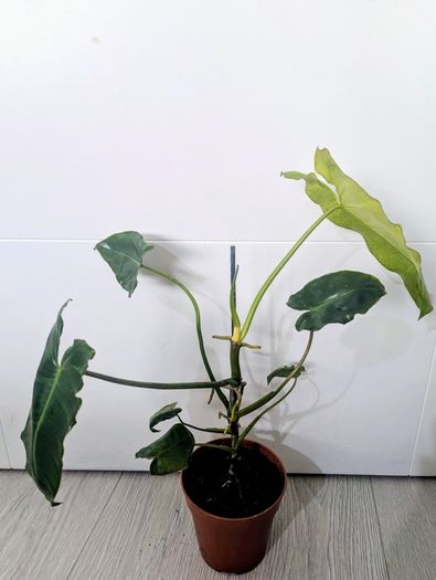 Philodendron Burley marxii Plant
