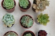 Succulents